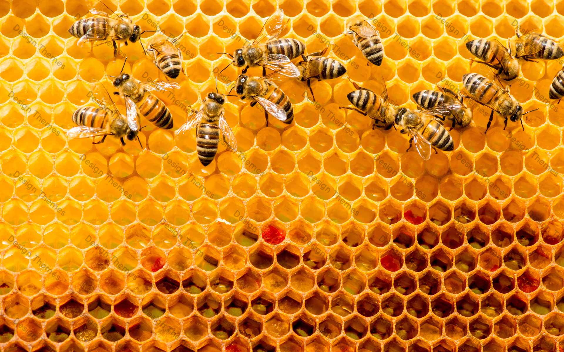 The honeybee on work